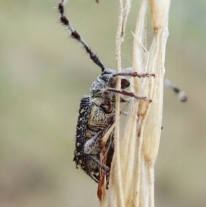 Ancita australis at Cook, ACT - 27 Mar 2022 05:01 PM