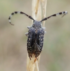 Ancita australis at Cook, ACT - 27 Mar 2022 05:01 PM