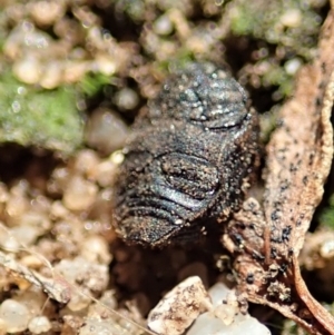 Microchaetes sp. (genus) at suppressed - 30 Mar 2022