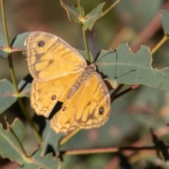 Geitoneura acantha (Ringed Xenica) at Paddys River, ACT - 14 Mar 2022 by SWishart