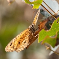 Geitoneura acantha at Paddys River, ACT - 14 Mar 2022