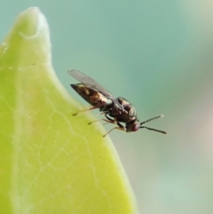 Chalcidoidea (superfamily) at Cook, ACT - 27 Mar 2022 04:03 PM