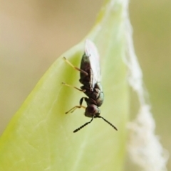 Chalcidoidea (superfamily) at Cook, ACT - 27 Mar 2022 04:03 PM