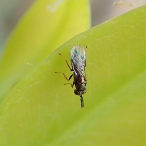 Chalcidoidea (superfamily) at Cook, ACT - 27 Mar 2022 04:03 PM