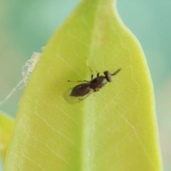 Chalcidoidea (superfamily) at Cook, ACT - 27 Mar 2022 04:03 PM