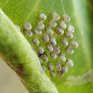 Chalcidoidea (superfamily) at Cook, ACT - 27 Mar 2022