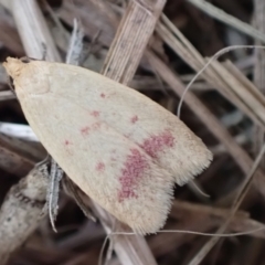 Heteroteucha occidua (A concealer moth (Wingia group)) at Murrumbateman, NSW - 31 Mar 2022 by SimoneC