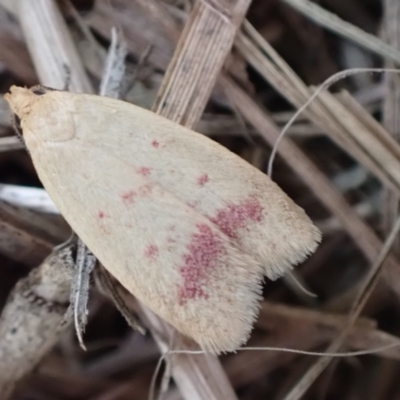 Heteroteucha occidua (A concealer moth (Wingia group)) at Murrumbateman, NSW - 31 Mar 2022 by SimoneC