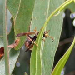 Polistes (Polistella) humilis (Common Paper Wasp) at Cook, ACT - 27 Mar 2022 by CathB