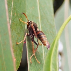 Polistes (Polistella) humilis at Cook, ACT - 27 Mar 2022