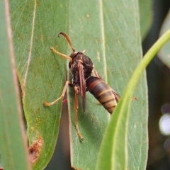 Polistes (Polistella) humilis at Cook, ACT - 27 Mar 2022