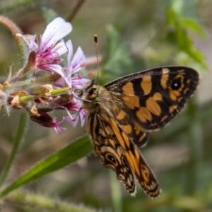 Oreixenica lathoniella at Paddys River, ACT - 14 Mar 2022