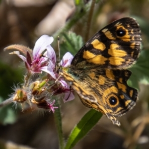 Oreixenica lathoniella at Paddys River, ACT - 14 Mar 2022