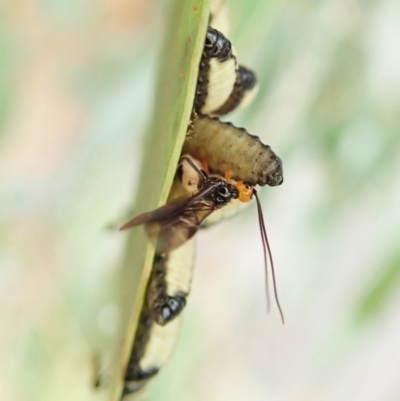 Braconidae (family) (Unidentified braconid wasp) at Cook, ACT - 26 Mar 2022 by CathB