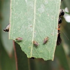 Braconidae (family) at Cook, ACT - 26 Mar 2022 04:54 PM