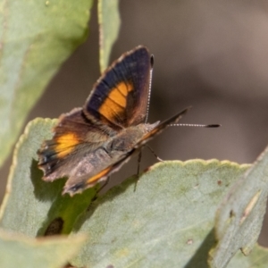 Paralucia aurifera at Paddys River, ACT - 14 Mar 2022 04:15 PM