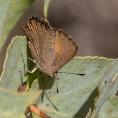 Paralucia aurifera at Paddys River, ACT - 14 Mar 2022