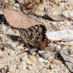 Vanessa kershawi (Australian Painted Lady) at Paddys River, ACT - 14 Mar 2022 by SWishart