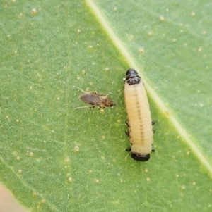 Ceratopogonidae (family) at Cook, ACT - 26 Mar 2022 04:57 PM