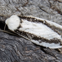 Oenosandra boisduvalii (Boisduval's Autumn Moth) at Namadgi National Park - 14 Mar 2022 by SWishart