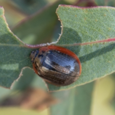 Paropsisterna agricola (Eucalyptus leaf beetle) at Tidbinbilla Nature Reserve - 13 Mar 2022 by SWishart