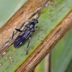 Exaireta spinigera (Garden Soldier Fly) at Murrumbateman, NSW - 31 Mar 2022 by SimoneC