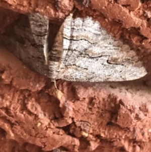Ectropis (genus) at Garran, ACT - 29 Mar 2022