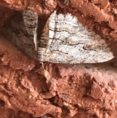 Ectropis (genus) (An engrailed moth) at Hughes Garran Woodland - 29 Mar 2022 by Tapirlord