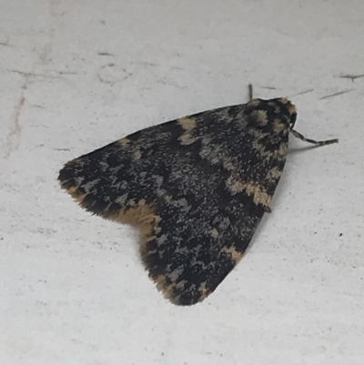 Halone sinuata (Rock Lichen Moth) at Red Hill to Yarralumla Creek - 29 Mar 2022 by Tapirlord