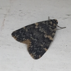 Halone sinuata (Rock Lichen Moth) at Hughes Garran Woodland - 29 Mar 2022 by Tapirlord