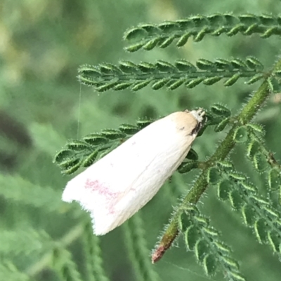 Heteroteucha occidua (A concealer moth) at Hughes Garran Woodland - 27 Mar 2022 by Tapirlord