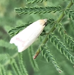 Heteroteucha occidua at Garran, ACT - 27 Mar 2022