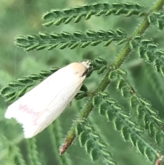 Heteroteucha occidua at Garran, ACT - 27 Mar 2022