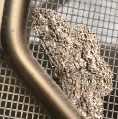 Ectropis fractaria (Ringed Bark Moth) at Hughes Garran Woodland - 25 Mar 2022 by Tapirlord