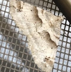 Syneora hemeropa (Ring-tipped Bark Moth) at Hughes Garran Woodland - 25 Mar 2022 by Tapirlord
