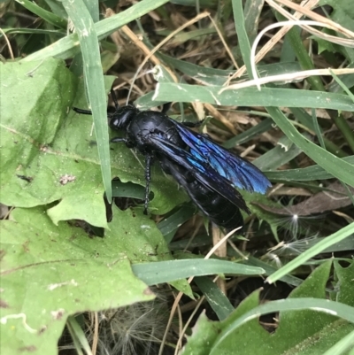 Austroscolia soror (Blue Flower Wasp) at Phillip, ACT - 24 Mar 2022 by Tapirlord