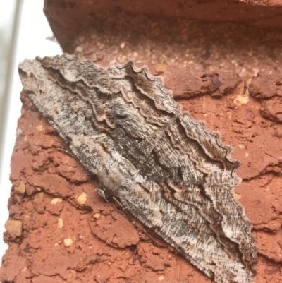 Scioglyptis lyciaria (White-patch Bark Moth) at Hughes Garran Woodland - 17 Mar 2022 by Tapirlord