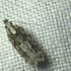 Ardozyga (genus) (Twirler moth, gelechiid moth) at Hughes Garran Woodland - 14 Mar 2022 by Tapirlord