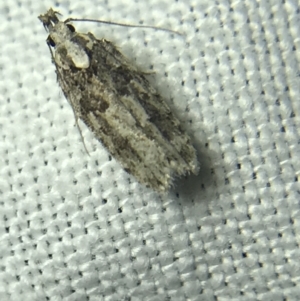 Ardozyga (genus) at Garran, ACT - 14 Mar 2022