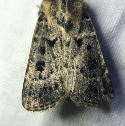 Proteuxoa sanguinipuncta (Blood-spotted Noctuid) at Red Hill to Yarralumla Creek - 14 Mar 2022 by Tapirlord