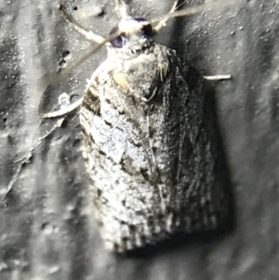 Isotenes miserana (Orange Fruit Borer) at Red Hill to Yarralumla Creek - 14 Mar 2022 by Tapirlord