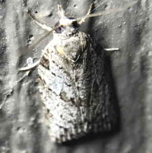 Isotenes miserana at Garran, ACT - 14 Mar 2022 09:00 PM