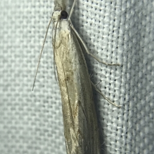 Culladia cuneiferellus at Garran, ACT - 14 Mar 2022