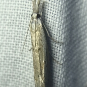 Culladia cuneiferellus at Garran, ACT - 14 Mar 2022