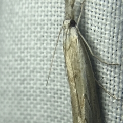 Culladia cuneiferellus at Garran, ACT - 14 Mar 2022