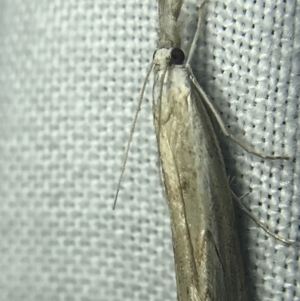 Culladia cuneiferellus at Garran, ACT - 14 Mar 2022