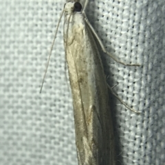 Culladia cuneiferellus at Garran, ACT - 14 Mar 2022