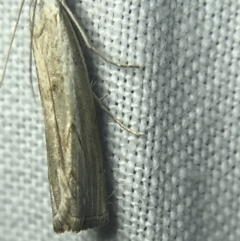 Culladia cuneiferellus at Garran, ACT - 14 Mar 2022