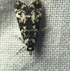 Scoparia exhibitalis (A Crambid moth) at Hughes Garran Woodland - 14 Mar 2022 by Tapirlord