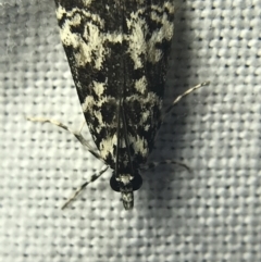 Scoparia exhibitalis at Garran, ACT - 14 Mar 2022 08:59 PM